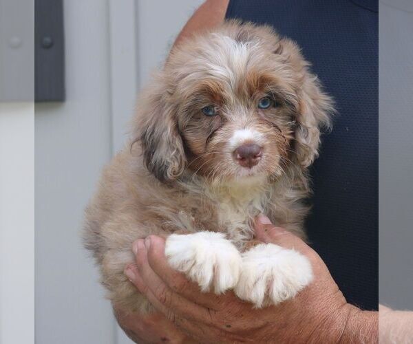 Medium Photo #4 Bernedoodle (Miniature) Puppy For Sale in NARVON, PA, USA