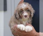 Dakota - Female Bernedoodle (Miniature) Puppy for Sale - Photo #4