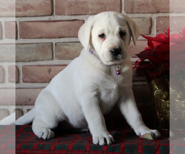 Medium Photo #8 Labrador Retriever Puppy For Sale in LEOLA, PA, USA