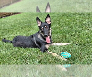 German Shepherd Dog-Great Pyrenees Mix Dogs for adoption in Fort Wayne, IN, USA