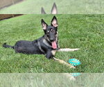 Small German Shepherd Dog-Great Pyrenees Mix