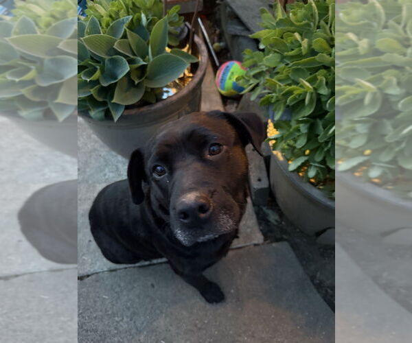Medium Photo #2 Labrottie Puppy For Sale in Bellingham, WA, USA