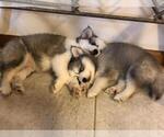 Small Photo #2 Pomsky Puppy For Sale in PANAMA CITY, FL, USA