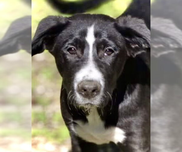 Medium Photo #3 Mutt Puppy For Sale in Crandall, GA, USA