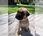 Small Photo #4 Mastiff Puppy For Sale in WATERVILLE, MN, USA
