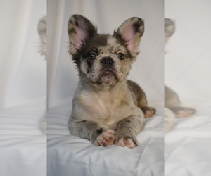 Medium French Bulldog