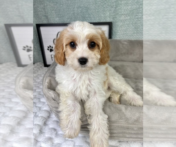 Medium Photo #3 Cavapoo Puppy For Sale in FRANKLIN, IN, USA
