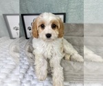 Small #2 Cavapoo