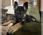 Puppy Pinky German Shepherd Dog