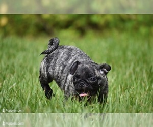 Pug Puppy for sale in PALM COAST, FL, USA