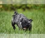 Image preview for Ad Listing. Nickname: Butter Bean