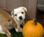 Puppy Elias Aussiedoodle Miniature -French Bulldog Mix