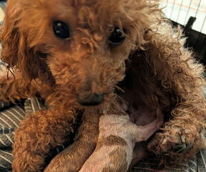 Poodle (Miniature) Puppy for sale in ELLICOTT CITY, MD, USA
