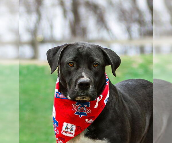 Medium Photo #2 Labrador Retriever-Unknown Mix Puppy For Sale in Unionville, PA, USA