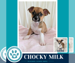 Small Beagle Mix
