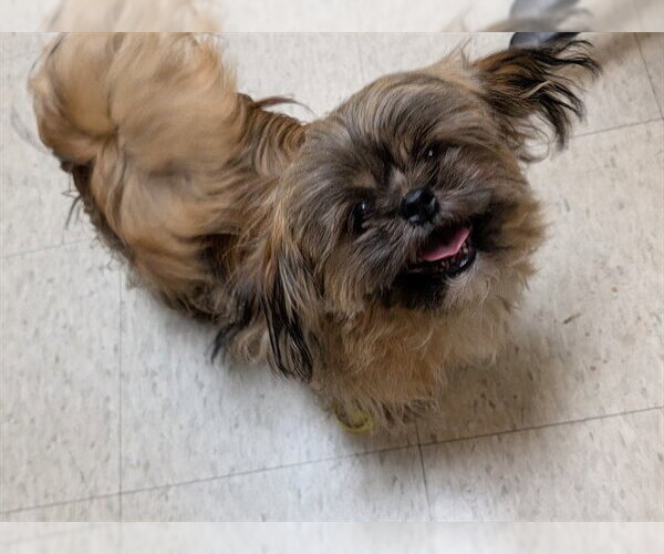 Medium Photo #1 Shih Tzu Puppy For Sale in Plano, TX, USA
