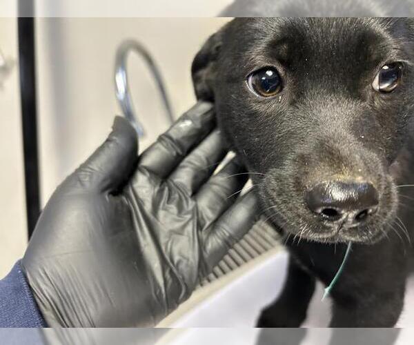 Medium Photo #1 German Shepherd Dog-Unknown Mix Puppy For Sale in Visalia, CA, USA