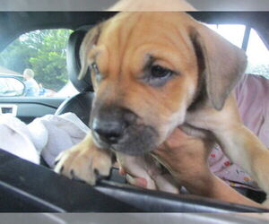 Black Mouth Cur Dogs for adoption in Ocala, FL, USA