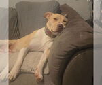 Small #20 American Pit Bull Terrier Mix