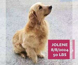 Golden Retriever Dogs for adoption in West Hollywood, CA, USA