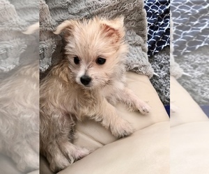 Morkie Puppy for sale in NORCROSS, GA, USA