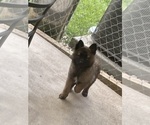 Small Photo #2 Belgian Malinois Puppy For Sale in AUSTIN, TX, USA