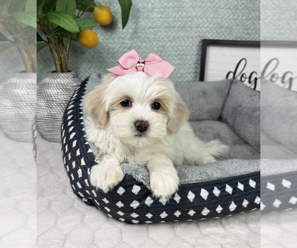 Medium Photo #2 Maltipoo (Toy) Puppy For Sale in FRANKLIN, IN, USA