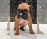 Small #1 Boxer