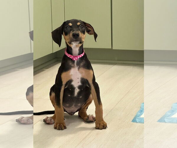 Medium Photo #9 Doberman Pinscher-Unknown Mix Puppy For Sale in Minneaoplis, MN, USA