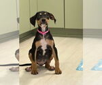Small #8 Doberman Pinscher Mix
