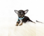 Small Chihuahua