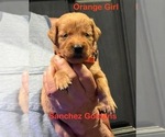 Small #1 Golden Retriever