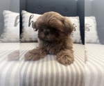Puppy Cupcake Shih Tzu