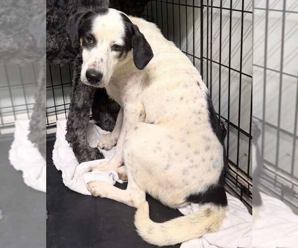 Medium Photo #3 Collie-Unknown Mix Puppy For Sale in Boston, MA, USA