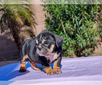 Small Photo #20 English Bulldog Puppy For Sale in LAS VEGAS, NV, USA