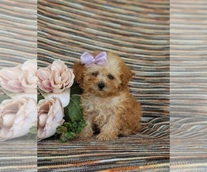 Poodle (Toy) Puppy for sale in OXFORD, PA, USA