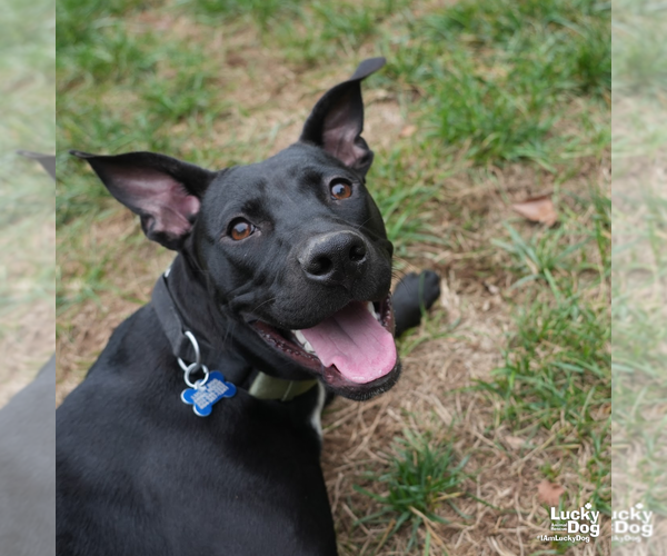 Medium Photo #8 Labrador Retriever-Unknown Mix Puppy For Sale in Washington, DC, USA
