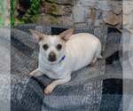 Small #3 Chihuahua Mix