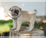 Small #2 Pug