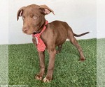 Small #1 Chocolate Labrador retriever Mix