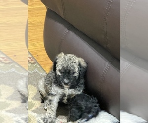 Shih-Poo Puppy for sale in DINWIDDIE, VA, USA