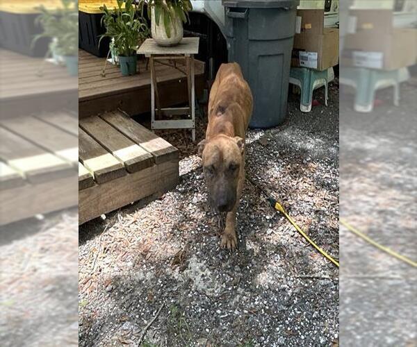 Medium Photo #2 American Pit Bull Terrier Puppy For Sale in Ocala, FL, USA