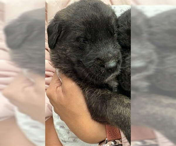 Medium Photo #1 Australian Shepherd-German Shepherd Dog Mix Puppy For Sale in Riverside, CA, USA