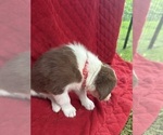 Small Photo #57 Borador Puppy For Sale in MARION, VA, USA