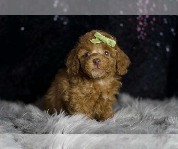 Medium Photo #8 Poodle (Toy) Puppy For Sale in WARSAW, IN, USA