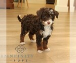 Small #2 Bernedoodle (Miniature)