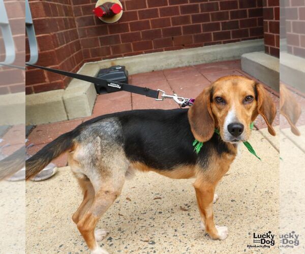 Medium Photo #4 Beagle-Unknown Mix Puppy For Sale in Washington, DC, USA