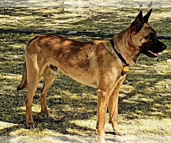 Medium Photo #1 German Shepherd Dog-Unknown Mix Puppy For Sale in PHOENIX, AZ, USA
