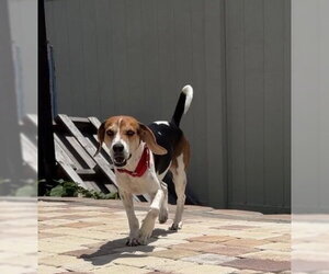 Beagle Dogs for adoption in Tampa, FL, USA