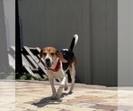 Small Beagle